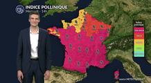 Pollens et allergies : les pollens de chêne, de bouleau, de cyprès et de platane bien présents ce mercredi