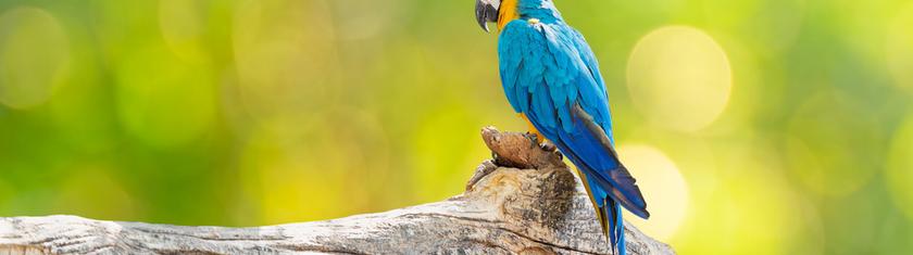 Bahamas : l’incroyable vidéo de ce perroquet parti explorer les fonds sous l’eau