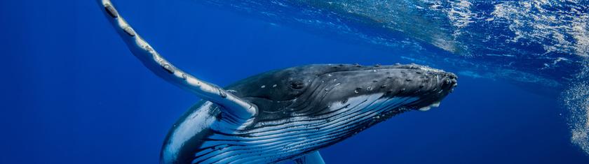 Allemagne: nouvel espoir pour la baleine échouée sur la côte baltique