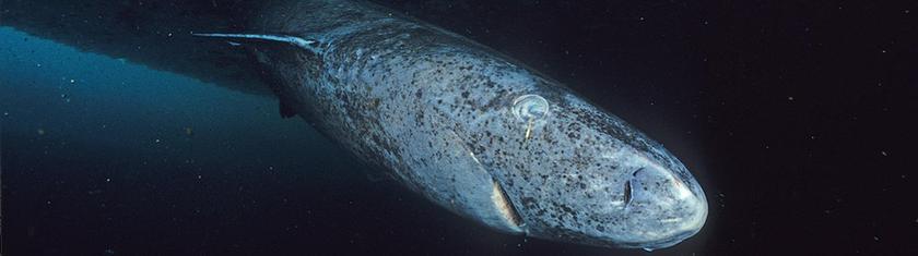 Irlande : un requin né au XIXe siècle retrouvé échoué sur le rivage