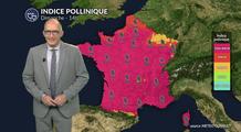 Pollens et allergies : un risque pollinique encore très élevé dimanche