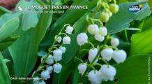 Muguet 2026 : en avance cette année, sera-t-il encore au rendez-vous le 1er mai ?