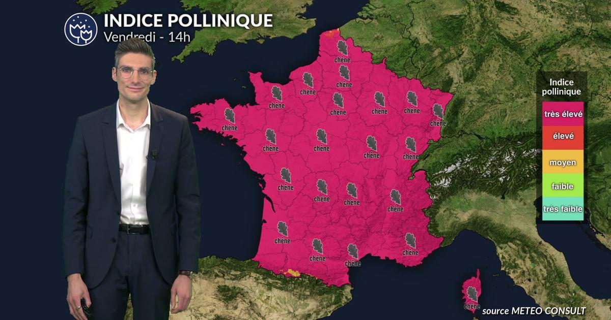 Pollens et allergies ce vendredi : un indice pollinique maximal sur l'ensemble du territoire