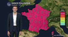 Pollens et allergies ce vendredi : un indice pollinique maximal sur l'ensemble du territoire