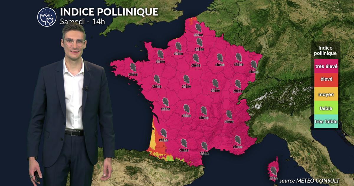 Pollens et allergies : les pollens de chêne, de bouleau, de cyprès et de platane très présents ce samedi