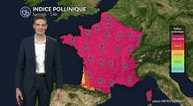 Pollens et allergies : les pollens de chêne, de bouleau, de cyprès et de platane très présents ce samedi