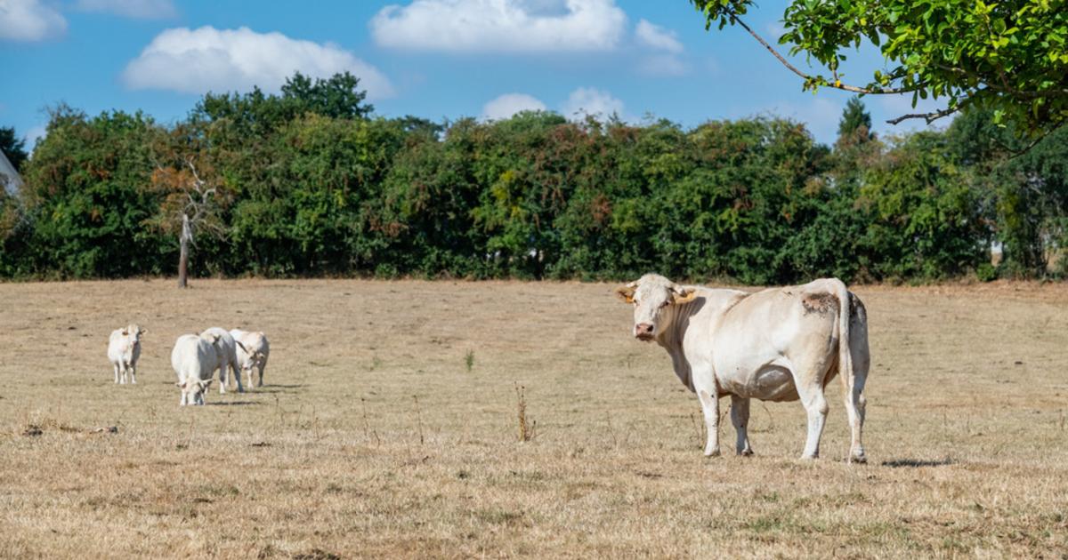 Manque de pluie : pourquoi parle-t-on de sécheresse malgré des nappes phréatiques pleines ?