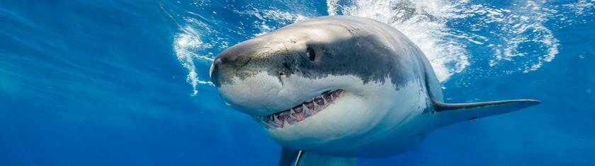 Des ailerons anti requins pour les surfeurs : l’Australie mise sur une nouvelle technologie