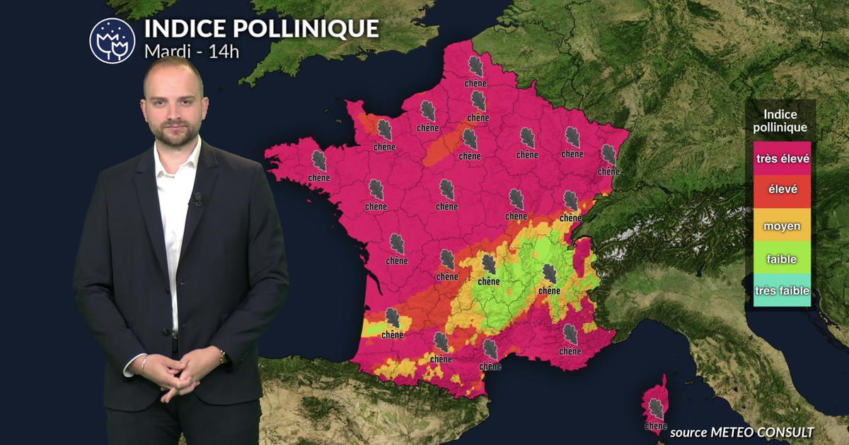 Pollens et allergies : vigilance maximale avec un pic généralisé de chêne