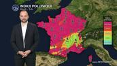 Pollens et allergies : vigilance maximale avec un pic généralisé de chêne