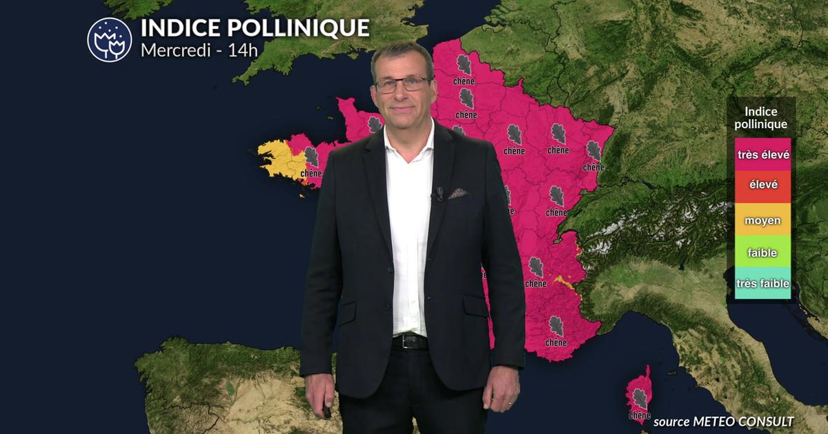 Pollens et allergies : un contexte météo encore propice aux fortes concentrations polliniques