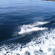 Île-de-Sein 13/11/2010