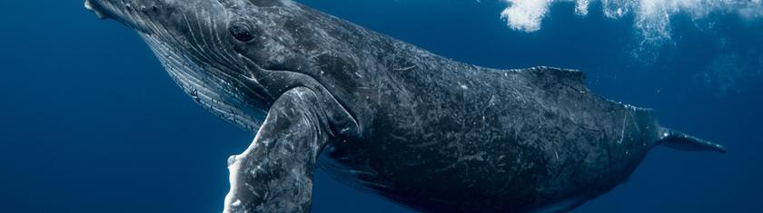 Allemagne: la baleine échouée depuis des semaines ramenée vers le large dans une barge