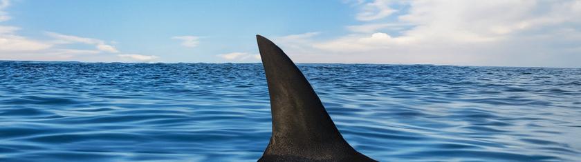 VIDÉO - Italie : un requin mako percute un bateau au large de Gallipoli, grosse frayeur à bord