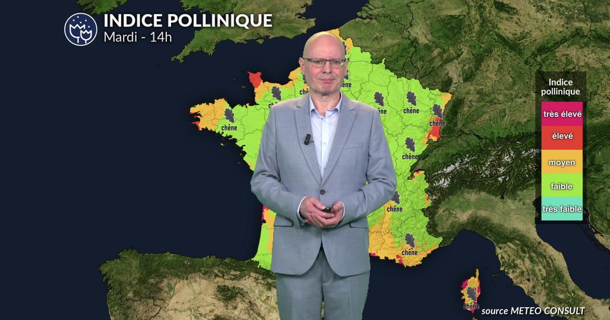 Alerte cyprès dans le Sud : risque allergique maximal en Corse et PACA tandis que la pluie apaise le Nord
