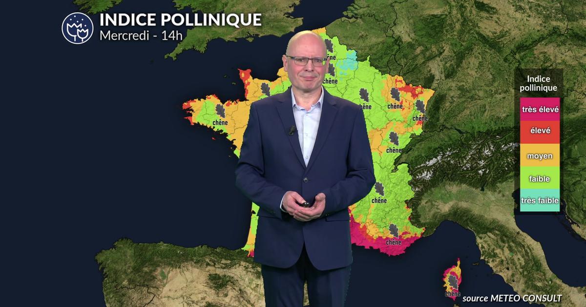 Bulletin pollinique : pluies salvatrices au nord mais risque très élevé de cyprès dans le Sud