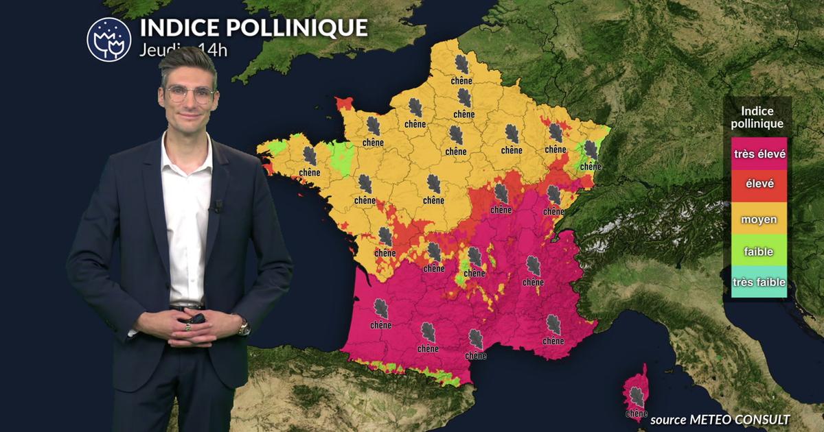 Pollens et allergies ce jeudi : risque allergique maximal du sud au centre-est, les pollens de chêne dominants