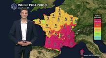 Pollens et allergies ce jeudi : risque allergique maximal du sud au centre-est, les pollens de chêne dominants