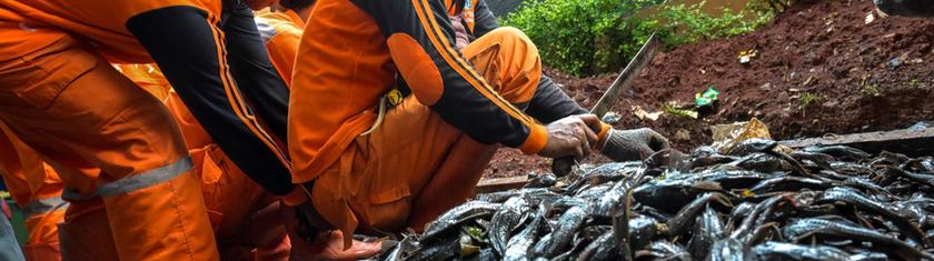Indonésie: le sapu-sapu, un poisson invasif qui prospère malgré la pollution