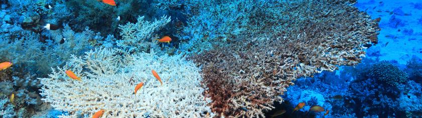 De pêcheurs à jardiniers des mers: la restauration des coraux en Colombie