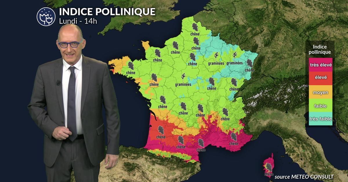Pollens et allergies : accalmie au nord sous la pluie, vigilance maintenue près de la Méditerranée et dans le sud-ouest ce lundi 11 mai