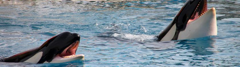 La France veut rapidement envoyer en Espagne les orques du Marineland d'Antibes