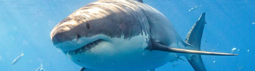Australie: un homme décède après une attaque de requin