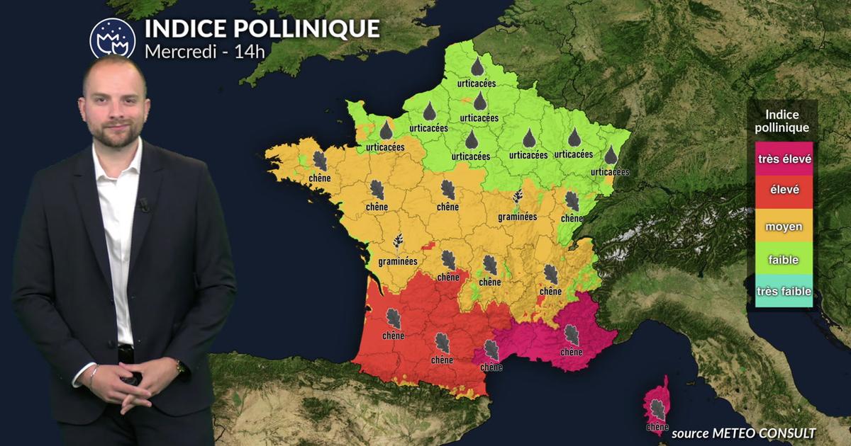 Alerte pollens cyprès : risque maximal dans le Sud avec un vent de sud-ouest chaud