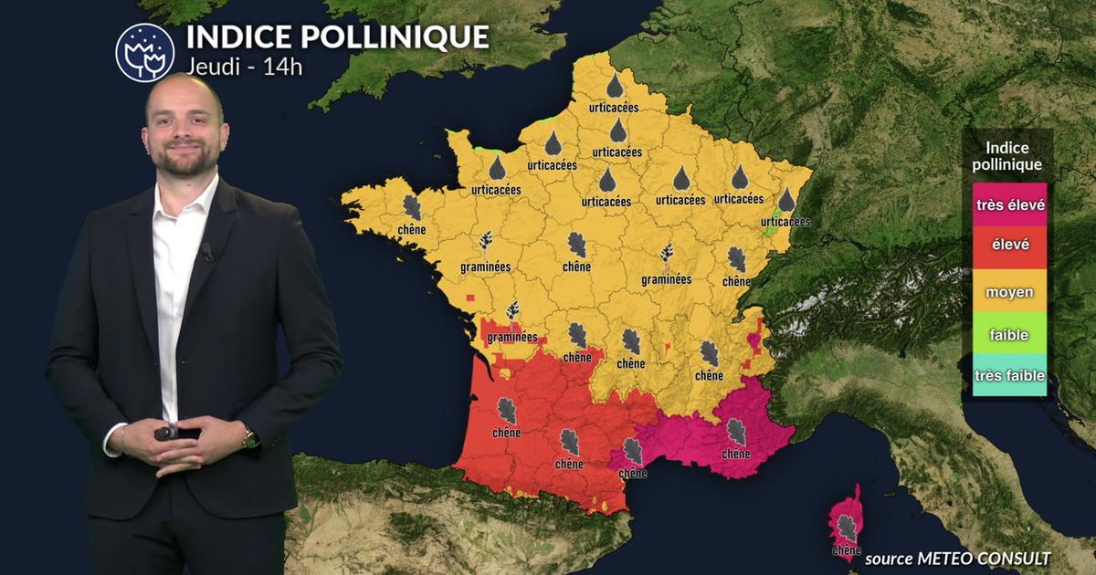 Chaleur exceptionnelle et pic de chêne : alerte rouge aux pollens dans le Sud