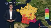 Pollens et allergies : un indice pollinique en hausse, les pollens de graminées dominent l'atmosphère