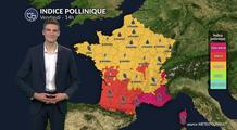 Pollens et allergies : un indice pollinique en hausse, les pollens de graminées dominent l'atmosphère