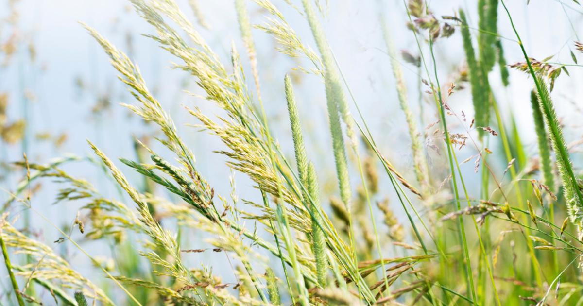 Pic de pollens de graminées : pourquoi les prochains jours s’annoncent difficiles pour les allergiques