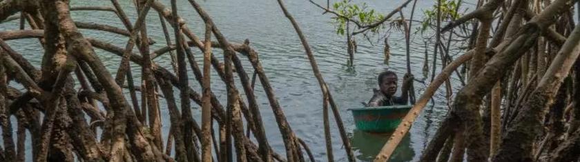 En Sierra Leone, le gagne-pain des ostréicultrices de mangroves menacé par la déforestation