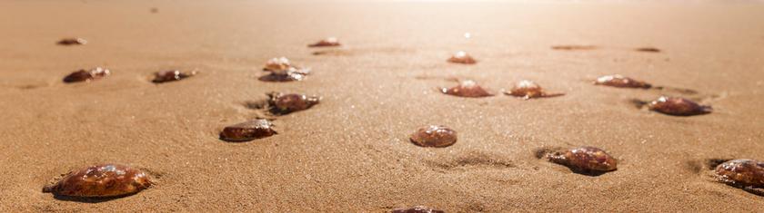 Mexique : des milliers de méduses mortes échouées sur une plage après la hausse de la température de l’eau