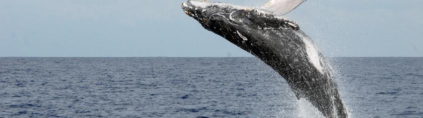 Des baleines à bosse relient le Brésil et l’Australie : un voyage record qui intrigue les chercheurs