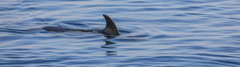 Australie: un homme meurt après une attaque de requin dans le Queensland