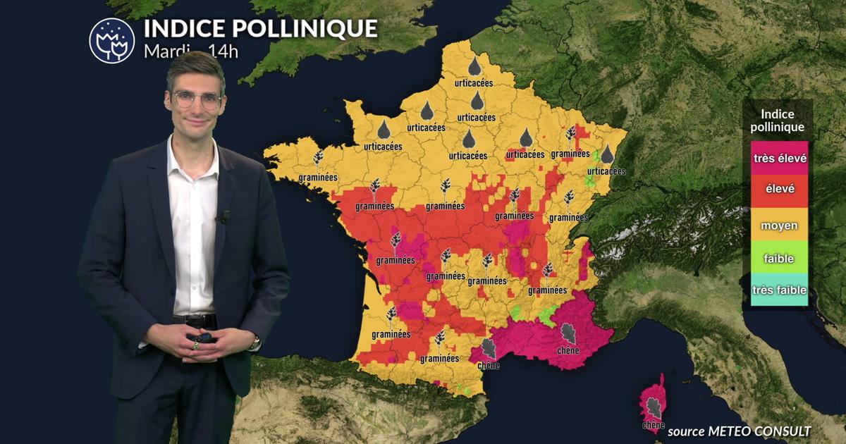 Pollens et allergies ce mardi : la vague de chaleur favorise la dispersion active des pollens de graminées