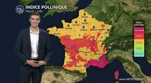 Pollens et allergies ce mardi : la vague de chaleur favorise la dispersion active des pollens de graminées