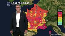 Pollens et allergies : la chaleur fait exploser les indices polliniques de graminées et cyprès