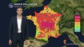 Pollens et allergies ce vendredi : les graminées, les urticacées et le chêne dominent avec un indice pollinique élevé