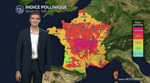 Pollens et allergies ce vendredi : les graminées, les urticacées et le chêne dominent avec un indice pollinique élevé