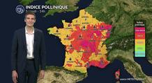 Pollens et allergies : les graminées au plus haut, le risque pollinique repart à la hausse ce samedi