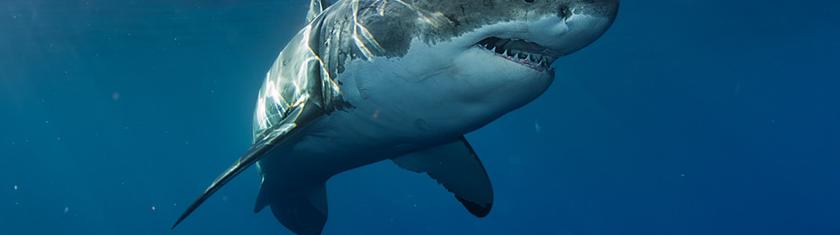 Australie : un plongeur tué par un requin de 4,5 mètres au large de Michaelmas Island