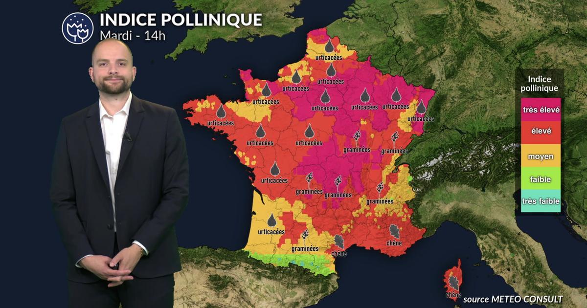 Pollens et allergies : pourquoi les allergies restent au plus haut malgré un temps plus frais ?