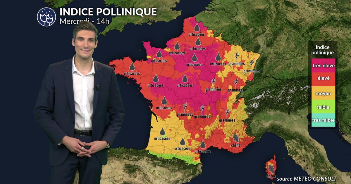 Pollens et allergies : graminées et urticacées dominent l'atmosphère sur une grande partie du pays ce mercredi