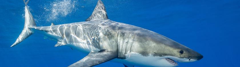 Un grand requin blanc filmé sous l’eau en Méditerranée : une rencontre rarissime au large de la Sicile