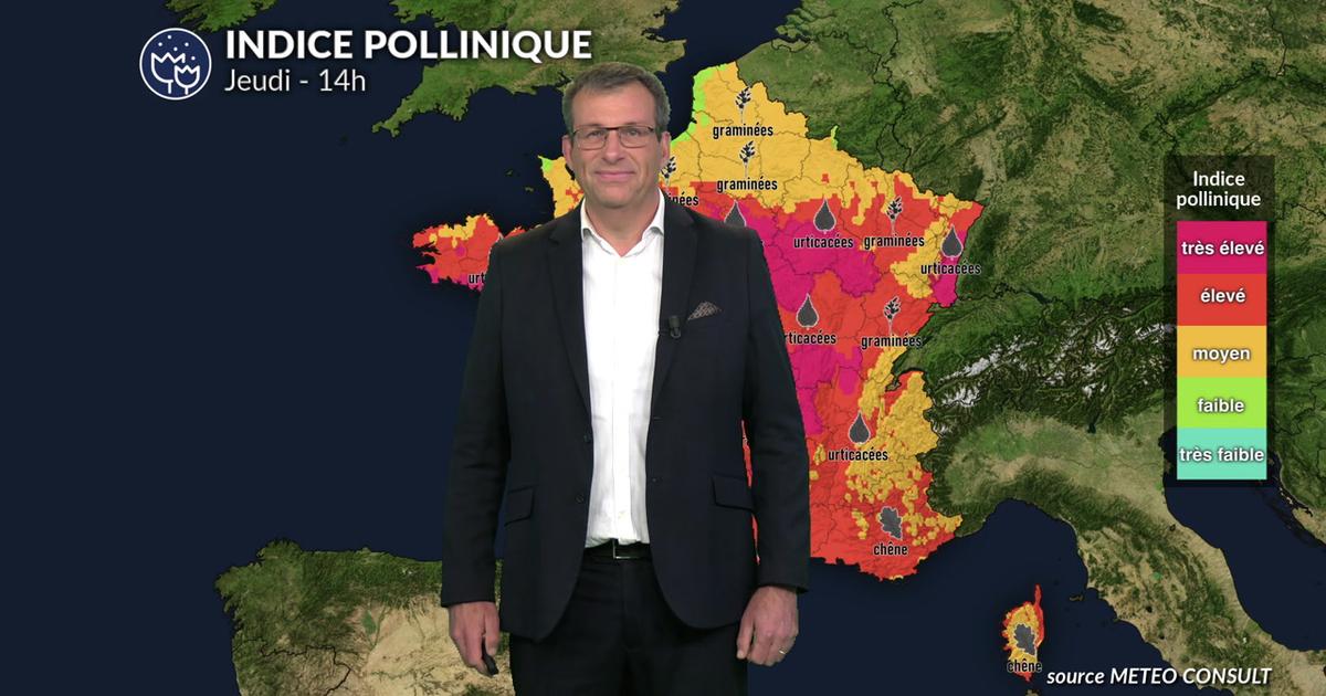 Pollens et allergies : encore des indices polliniques très élevées pour les graminées et urticacées sur les 2/3 sud