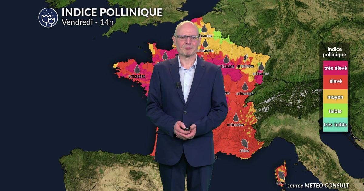 Alerte rouge aux pollens : graminées et urticacées saturent l'air pour ce vendredi 12 juin