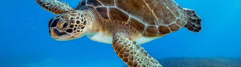 Fonds marins: la Chine met en garde contre des tortues espionnes dans ses eaux