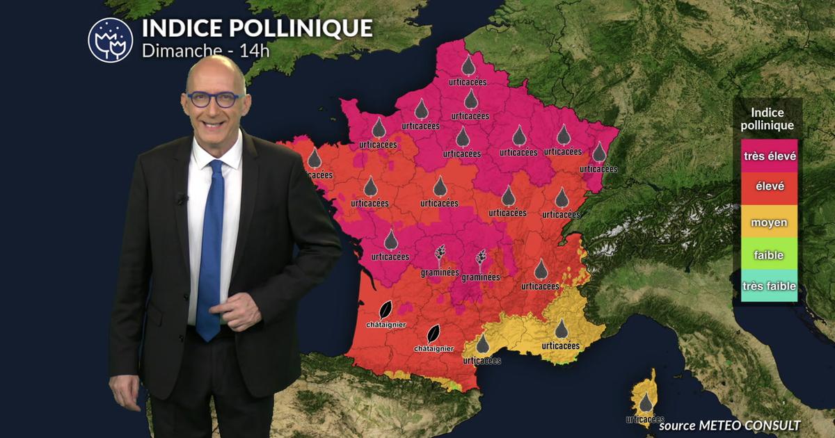 Bulletin pollen et allergies lundi : la chaleur favorise une forte dispersion des graminées